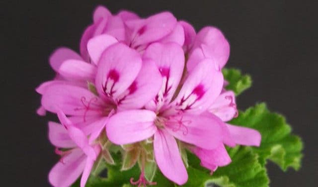 'Spring Flowers: Edible Flowers and Where You Can Taste Them - 2025'