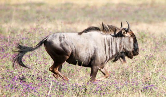 safari in the western cape