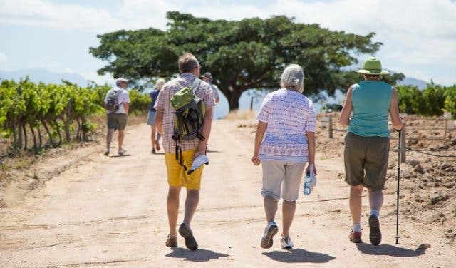 'A Leisurely Walk to The Oldest Pinotage Vineyard - 2025'