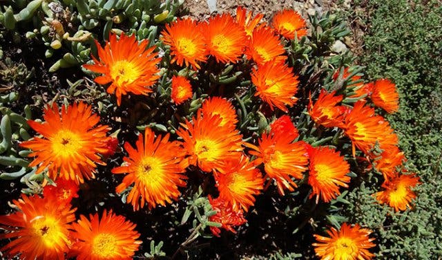 'Barrydale in Bloom - 2025'