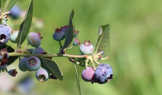 'Blueberry picking and tasting in the Cape Winelands  - 2025'