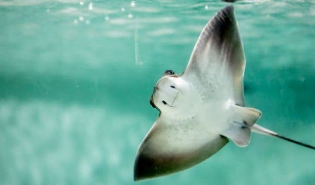 'The inside scoop on Two Oceans Aquarium - 2025'