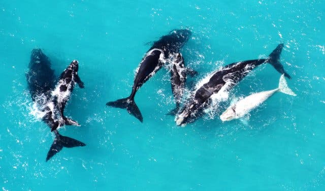 'The Hermanus Whale Festival - 2025'