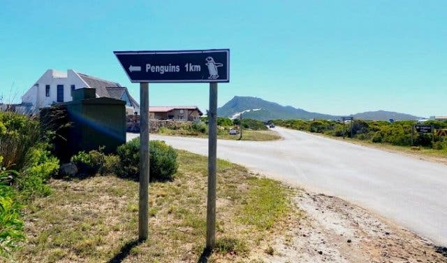 'See rare African penguins in two beautiful Cape environments - 2025'