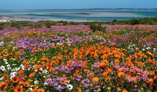 'Cape Town: Four Seasons in One Day - 2025'
