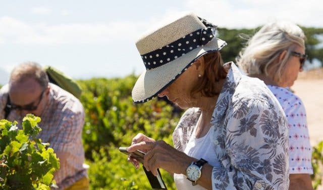 'A Leisurely Walk to The Oldest Pinotage Vineyard - 2025'