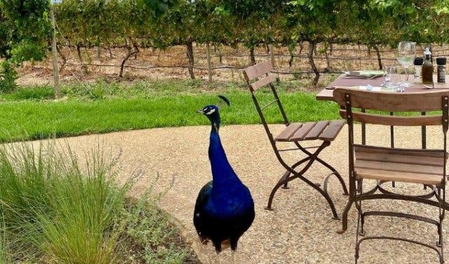 'Open fire dining in Paarl - 2025'