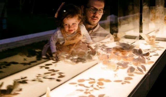 'Spier Light Art Exhibition: it’s magical, has a light robot, it’s free  - 2025'