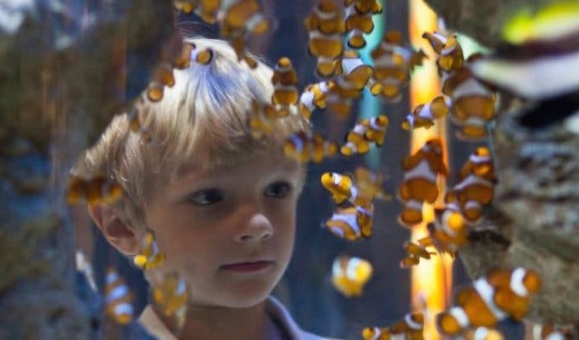 'The inside scoop on Two Oceans Aquarium - 2025'