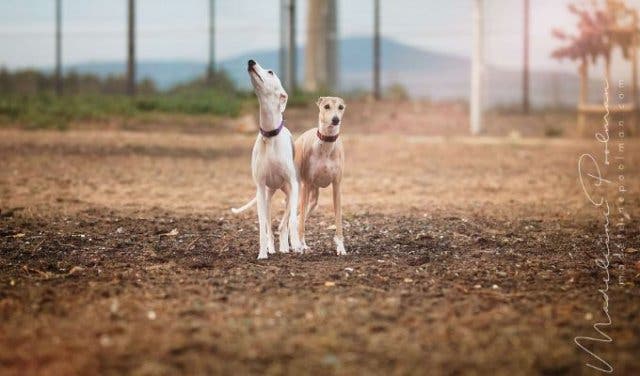 'Never Worry About Your Fur Baby Getting Lost Again       - 2025'
