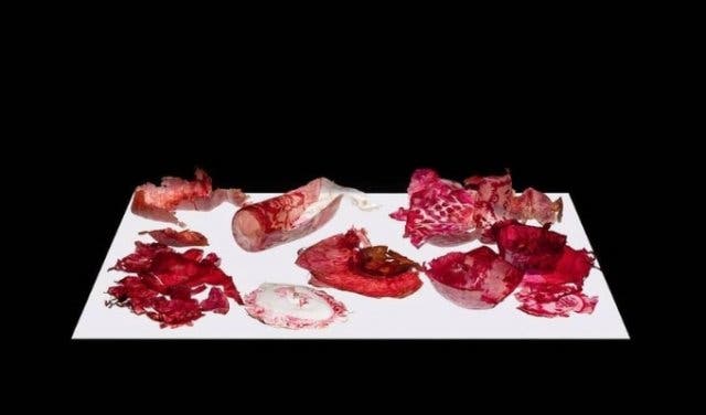 'New exhibits at Iziko (and some regular faves) - 2025'
