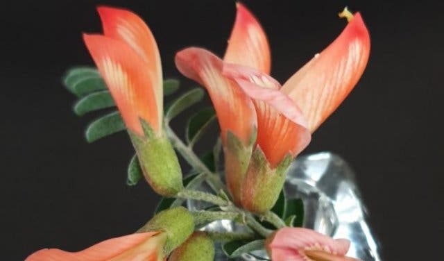 'Spring Flowers: Edible Flowers and Where You Can Taste Them - 2025'