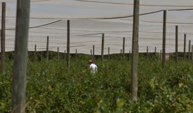 'Blueberry picking and tasting in the Cape Winelands  - 2025'