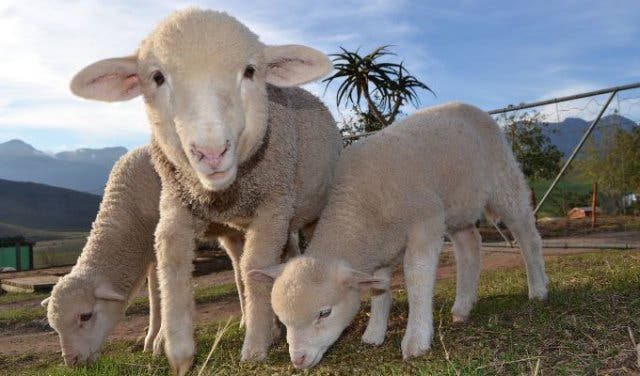 'Cheese And Wine And Art – All For The Animals' Sake - 2025'