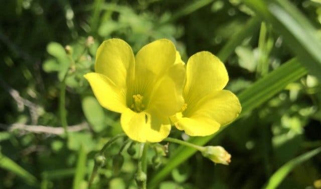 'Spring Flowers: Edible Flowers and Where You Can Taste Them - 2025'