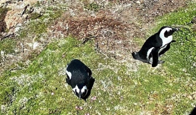 'See rare African penguins in two beautiful Cape environments - 2025'